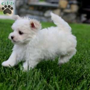 Daisy, Maltese Puppy