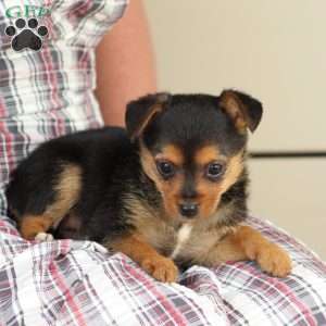 Daisy, Yorkie Mix Puppy