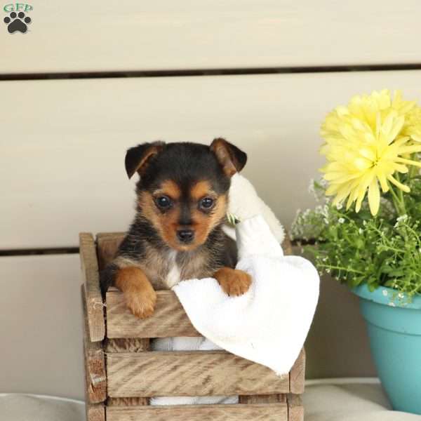 Daisy, Yorkie Mix Puppy