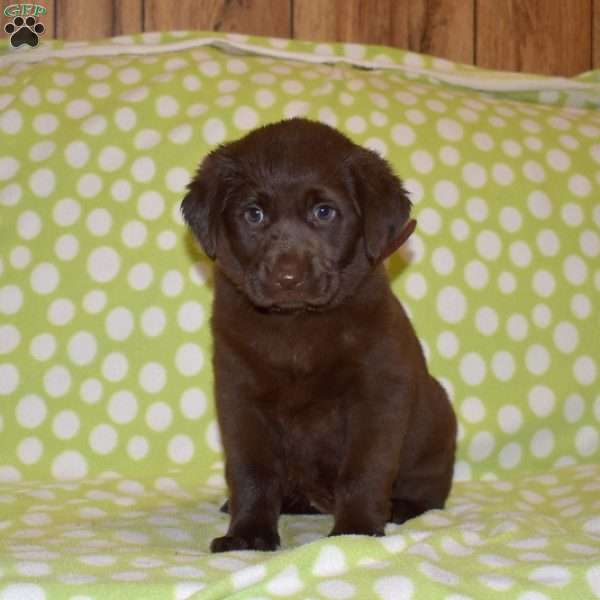 Dakota, Labradoodle Puppy
