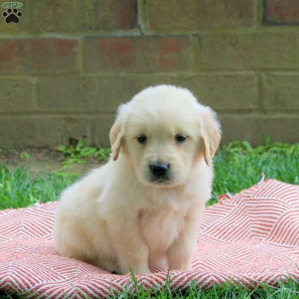 Dakota, Golden Retriever Puppy