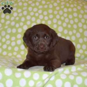 Dakota, Labradoodle Puppy