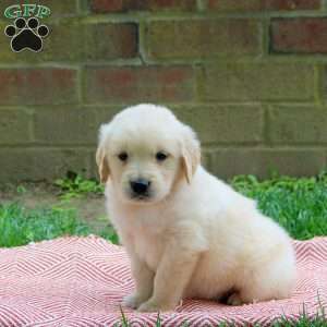 Dakota, Golden Retriever Puppy