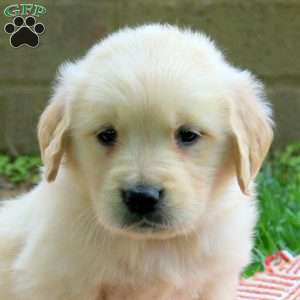 Dakota, Golden Retriever Puppy