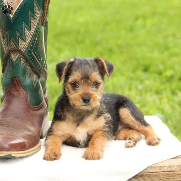 Dakota, Yorkie Mix Puppy
