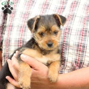 Dakota, Yorkie Mix Puppy