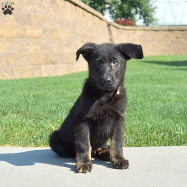 Dallas, German Shepherd Puppy