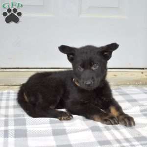 Dallas, German Shepherd Puppy