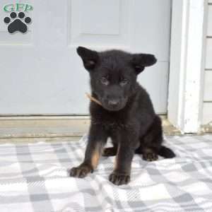 Dallas, German Shepherd Puppy