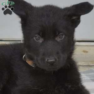 Dallas, German Shepherd Puppy