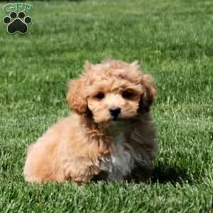 Dalton, Bich-Poo Puppy