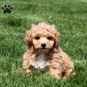 Dalton, Bich-Poo Puppy