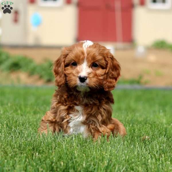 Dandy, Cavapoo Puppy