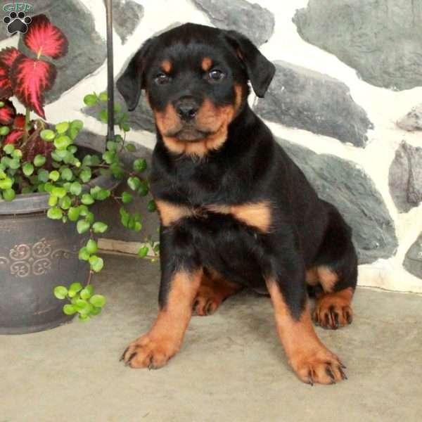 Dana, Rottweiler Puppy