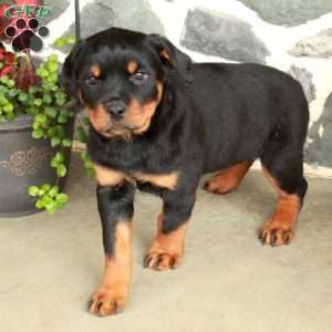 Dana, Rottweiler Puppy