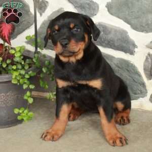 Dana, Rottweiler Puppy