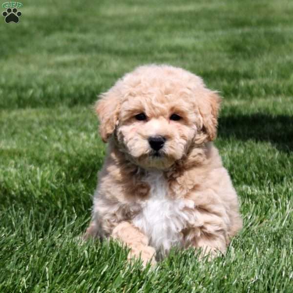 Dana, Bich-Poo Puppy