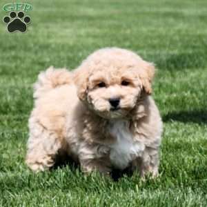 Dana, Bich-Poo Puppy