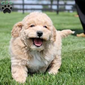Dana, Bich-Poo Puppy
