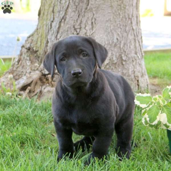 Dandelion, Black Labrador Retriever Puppy