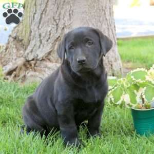 Dandelion, Black Labrador Retriever Puppy