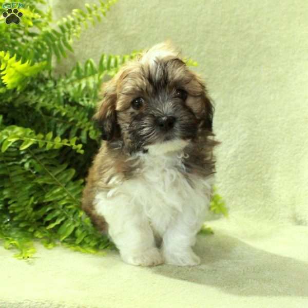 Dane, Havanese Puppy