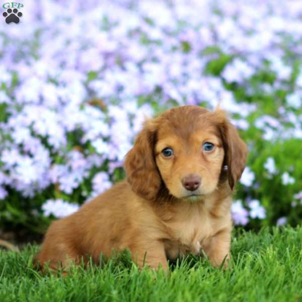 Danson, Dachshund Puppy