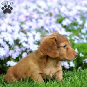 Danson, Dachshund Puppy