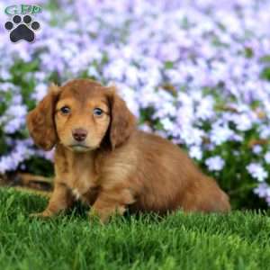 Danson, Dachshund Puppy