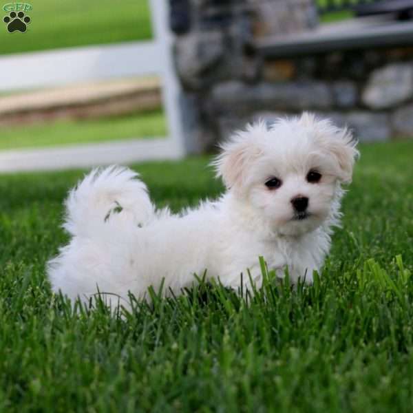 Dante, Maltese Puppy