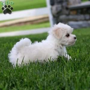 Dante, Maltese Puppy