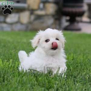 Dante, Maltese Puppy