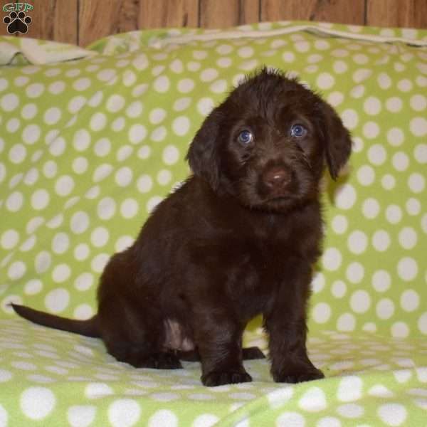 Daphne, Labradoodle Puppy