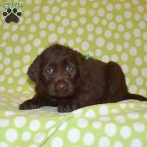 Daphne, Labradoodle Puppy