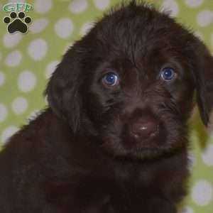 Daphne, Labradoodle Puppy