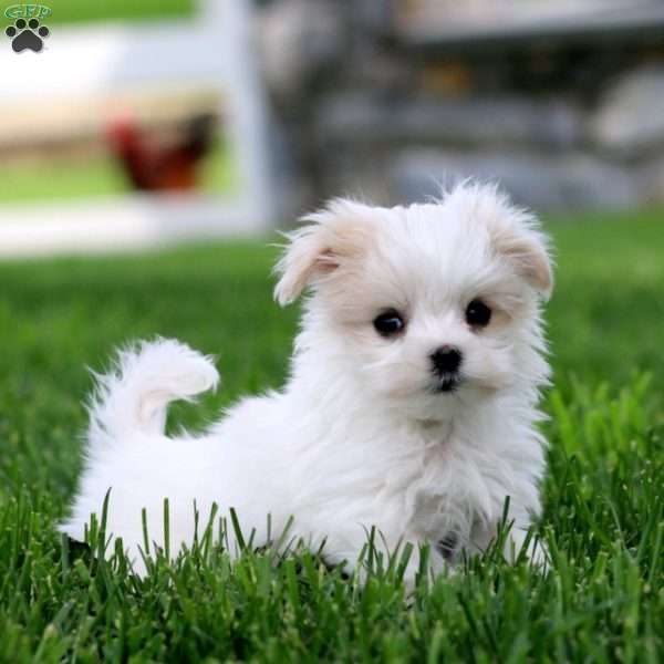 Darcy, Maltese Puppy