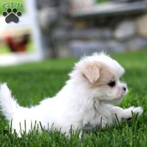 Darcy, Maltese Puppy