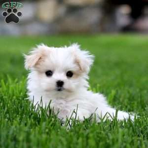 Darcy, Maltese Puppy