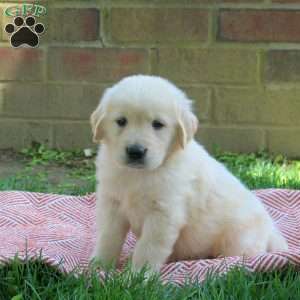 Darla, Golden Retriever Puppy