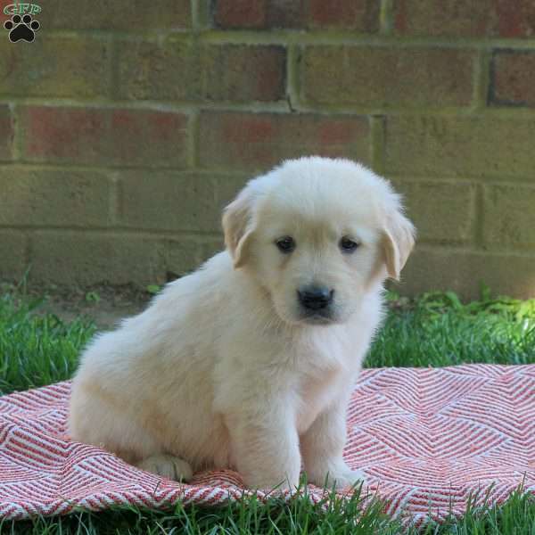 Darla, Golden Retriever Puppy