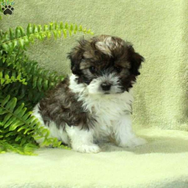 Darla, Havanese Puppy