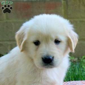 Darla, Golden Retriever Puppy