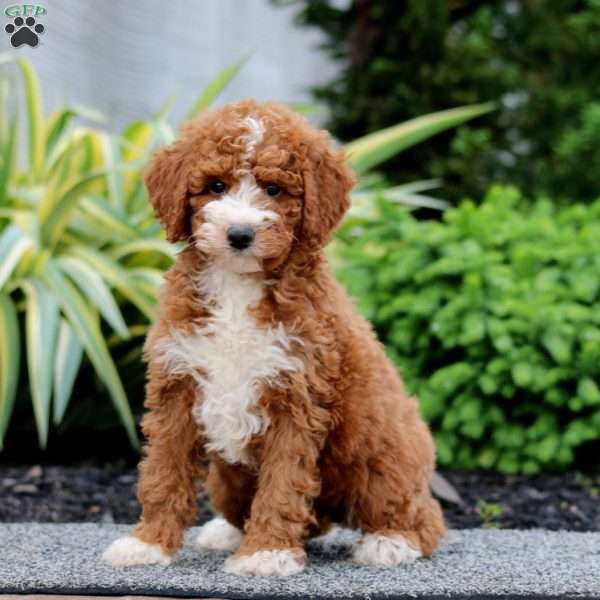 Darla, Miniature Poodle Puppy
