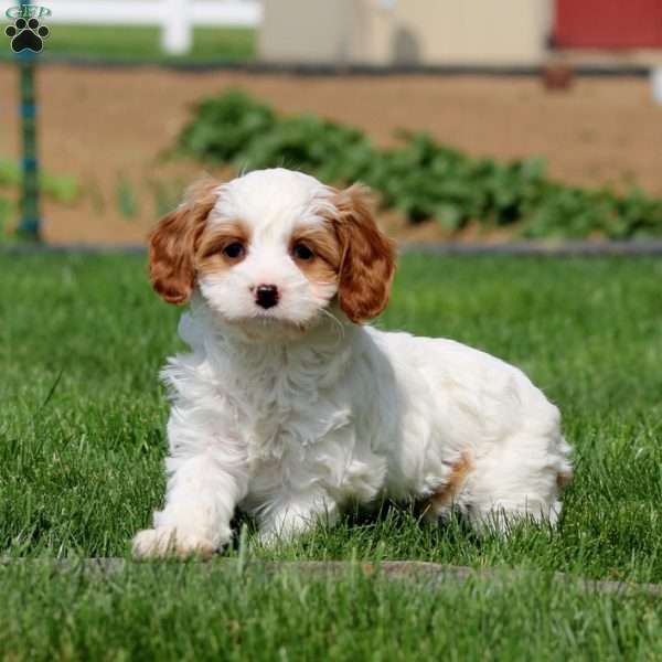 Darla, Cavapoo Puppy