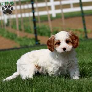 Darla, Cavapoo Puppy