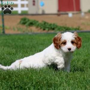 Darla, Cavapoo Puppy