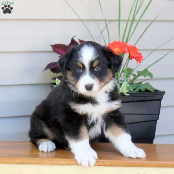 Daryl, Australian Shepherd Puppy