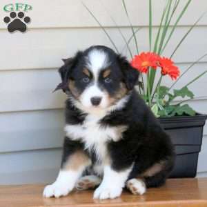 Daryl, Australian Shepherd Puppy