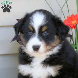 Daryl, Australian Shepherd Puppy