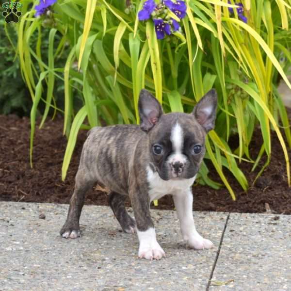 Dash, Boston Terrier Puppy